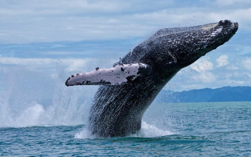Humpback whale tail