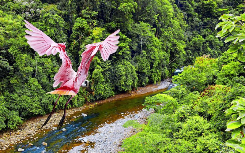 Painted oxcart and rural scenery
