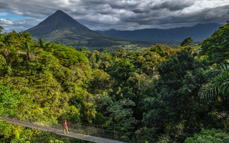 Hanging bridges in rainforest