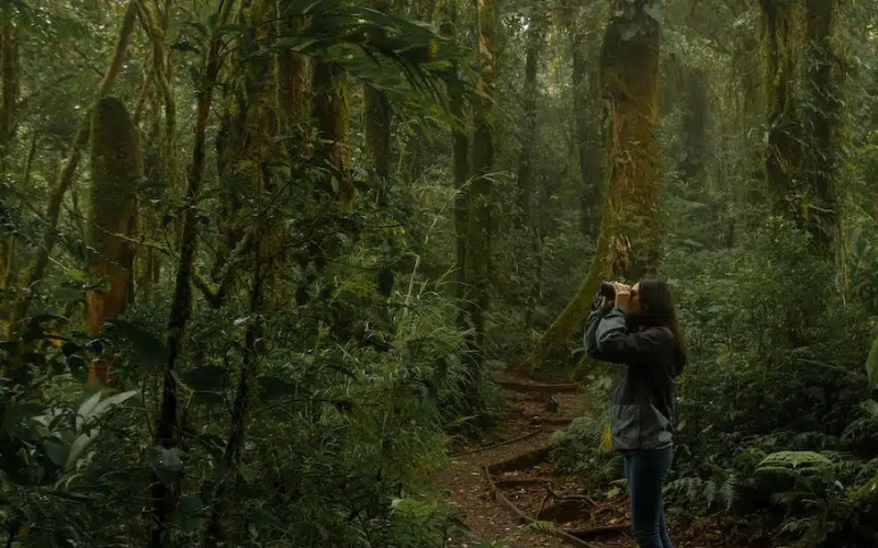 Monteverde cloud forest trail