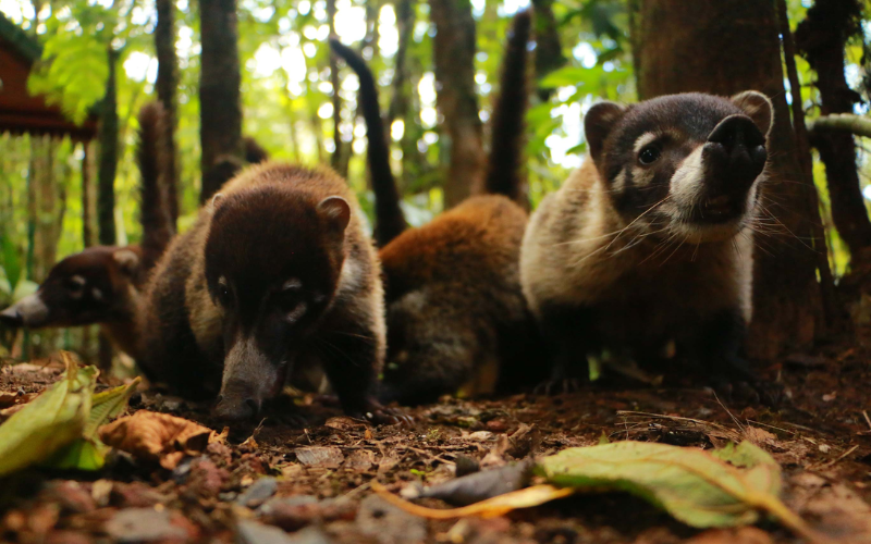 Coffee farm in Monteverde