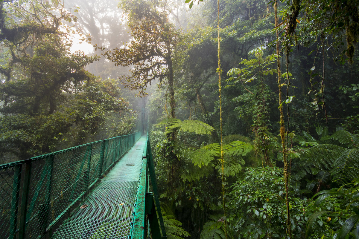 Cloud forest canopy in Monteverde