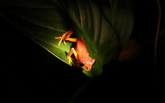 Monteverde Night Walk
