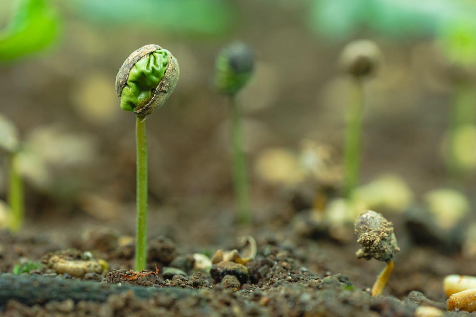 Costa Rica Vacation 9